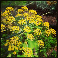 Yarrow Flower Essence Surviving And Grounding This Essence Is Ideal For Someone Who Is Going Through Challenges In D Flower Essences Yarrow Flower Landscape
