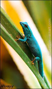 Pin On Geckos
