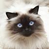 Breed may be the incorrect term as they are not recognized by any major breed registry as a standardized breed. Https Encrypted Tbn0 Gstatic Com Images Q Tbn And9gcsnqrs1kaghg8myw9mkngzx3tjnox7d4 Sijqlp Omzfpbapqhd Usqp Cau