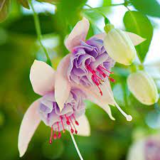 Pin On Garden Summer Fall