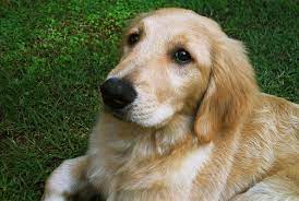 Maybe you would like to learn more about one of these? File Golden Retriever Puppy Jpg Wikimedia Commons