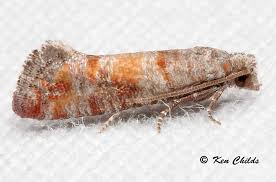 Image result for Rhytachne rottboellioides