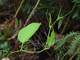 Image result for Smilax anceps