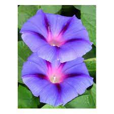 Purple And Pink Colored Morning Glory Flowers Postcard Zazzle Com Morning Glory Flowers Birth Month Flowers Flowers