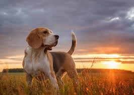 Beagle blue tick hound puppy. A Complete Guide To The Blue Tick Beagle Dog All Things Dogs All Things Dogs
