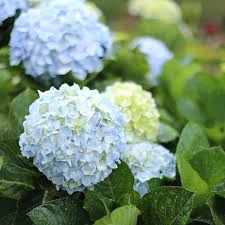 We did not find results for: 21 Cut Flowers To Grow In Part Shade Shifting Roots