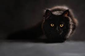 Kedi Korkunuzu Asma Vakti Qblog