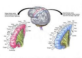 The Sensory And Motor Cortex Motor Cortex Brain Mapping Neuroscience