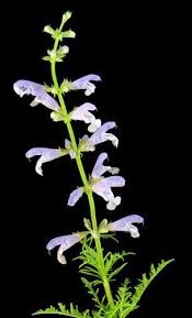 Image result for Xerophyta schlechteri