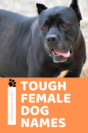 We have over 100 cute, funny, and famous options for girls and boys. Tough Dog Names 70 Badass Dog Names Dog Name Hero Dog Names Tough Dog Names Female Dog Names