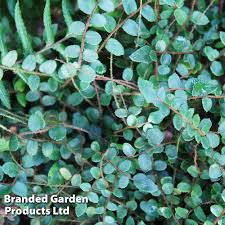 Image result for Pellaea doniana