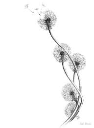 Http Www Drawingskill Com Wp Content Uploads 4 Dandelion Drawing Realistic Jpg Dandelion Drawing Dandelion Tattoo Dandelion Tattoo Quote