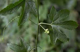 Image result for Hippocratea crenata