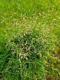 Image result for Eragrostis humidicola