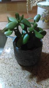 Low temperature, for instance, could detriment the health of the plant. Jade Plant Starting To Turn Soft And Wilt