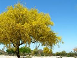 A thornless, upright parkinsonia hybrid that's the perfect focal point for a dry desert garden. Native Plant Landscaping The Palo Verdes The Arid Land Homesteaders League