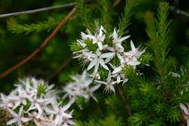 Image result for Tetragonia calycina