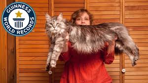 Maine coons are known for their large size, with. A History Of Big Cats As Another Maine Coon Becomes The World S Longest Feline Guinness World Records