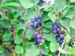 Image result for indiánská borůvka obrázek