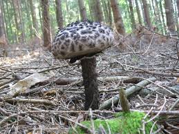 Image result for Strobilomyces strobilaceus