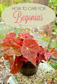 Begonia Plant Care How To Grow Care For Begonias Plant Care Plants Begonia