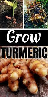 How To Grow A Turmeric Plant At Home Grow Turmeric Turmeric Plant Spice Garden