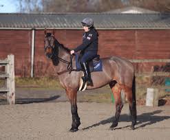 British eventing limited, abbey park, stareton, kenilworth, warwickshire, cv8 2rn (for satnav please use cv8 2xz) What Does Laura Collett Look For In An Event Horse Horse And Rider