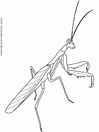Picture of a praying mantis to color. Praying Mantis Coloring Page Lovely Pin By Julie Hunter On Bugs Rodent Embroidery Patterns Praying Mantis Coloring Pages Bugs Embroidery
