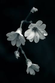 Black And White Objects No Title Black And White Flowers Flowers Photography White Flowers