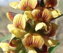 Image result for Eriosema cordatum