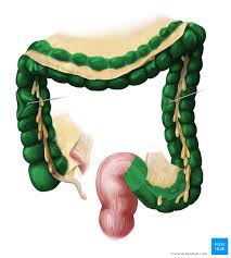 It is continuous with the rectum. Colon Grimmdarm Anatomie Histologie Und Innervation Kenhub