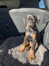 Puppyfinder.com is your source for finding an ideal doberman pinscher puppy for sale in new jersey, usa area. Doberman Pinscher Puppies For Sale Tucson Az 346991