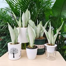Image result for Sansevieria trifasciata