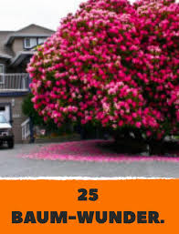 Kleine bäume sind das ganze jahr über attraktiv. Pin Auf Gartengestaltung