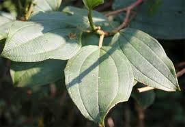 Image result for Dichaetanthera