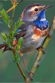 Pin On Birds