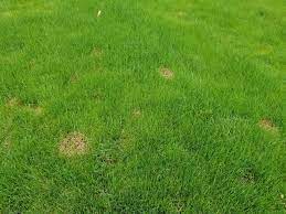 Simply one that is created and maintained using organic methods and without much by way of energy inputs such as petrol or electricity. Eco Lawn Home Facebook