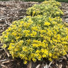 Another year and another exciting new group of introductions for proven winners perennials. New Proven Winners Perennials For 2020 Walters Gardens Inc