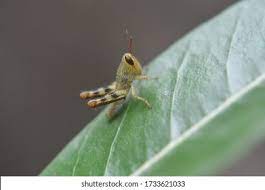 Baby Grasshopper Images Stock Photos Vectors Shutterstock