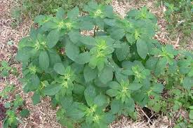 Image result for Euphorbia heterophylla