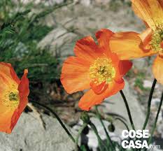 Ordina oggi e scegli tra i nostri metodi di pagamento e spedizione che preferisci (t&c applicabili). I Papaveri Piu Belli Da Coltivare In Giardino Cose Di Casa