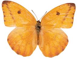 Image result for Pouteria adolfi-friederici