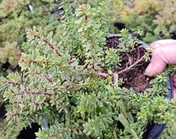 Image result for Hippocratea parvifolia