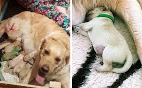 Some of the golden's talents are hunting, tracking, retrieving, narcotics detection, agility, competitive obedience and performing tricks. Golden Retriever Gives Birth To A Green Puppy