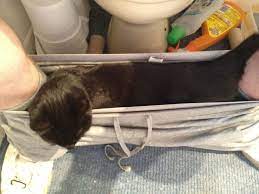 Making sure to include all the family, catherine also shared a heartwarming photograph of 'dog dad' michael relaxing in an armchair with their pooch taylor. Every Time I Go To The Bathroom My Cat Does This Imgur