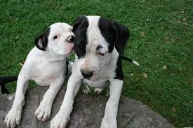Check spelling or type a new query. American Bulldog Welpen Reinrassig American Bulldog Bulldoggenwelpen Welpen