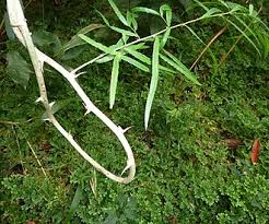 Image result for Asparagus krebsianus
