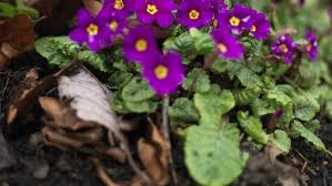 Check spelling or type a new query. Are Primroses The Perfect Spring Flower They Love The Damp And Are Good To Eat Too