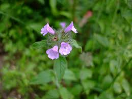 Image result for Clinopodium simense
