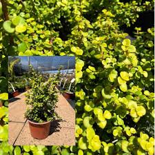 Image result for Tinnea galpinii